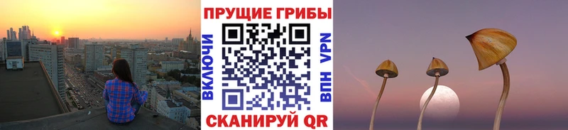 наркота  Тосно  Псилоцибиновые грибы прущие грибы 