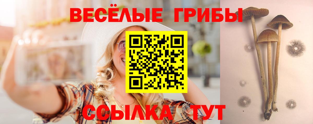 Тосно  Галлюциногенные грибы Psilocybine cubensis  Вход с VPN 